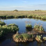 Saltmarshes to explore