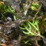 Samphire and seaweed