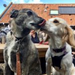 The Norfolk Coast, a great place for making Paw-Friends
